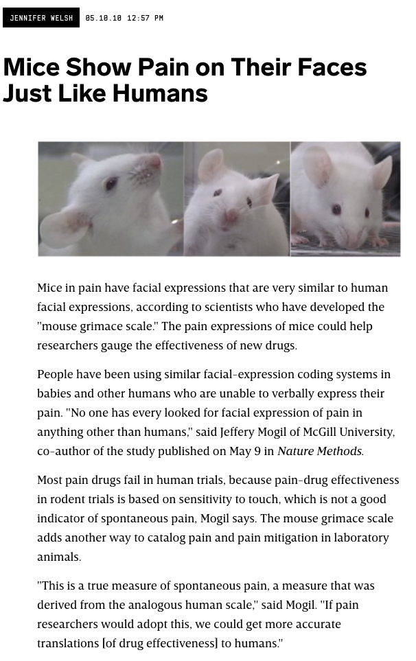 Mice Show Pain on Their Faces Just Like Humans