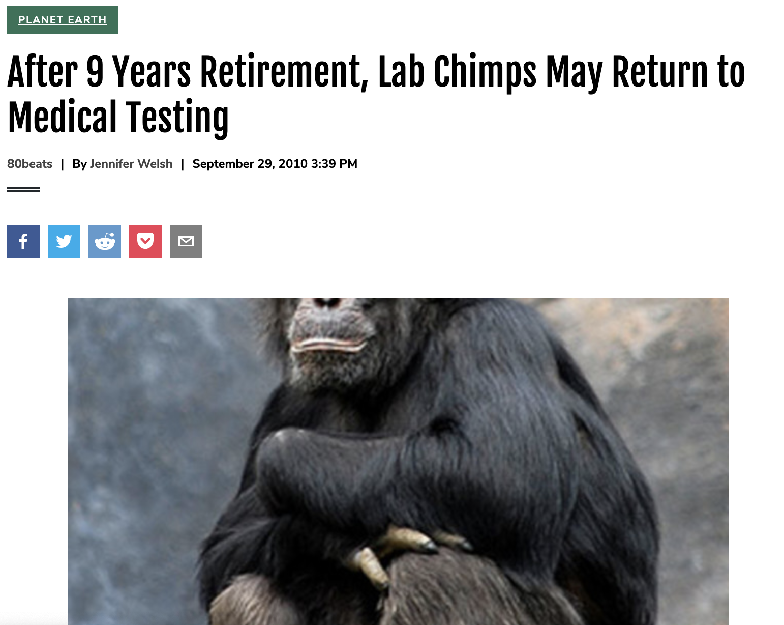 After 9 Years Retirement, Lab Chimps May Return to Medical Testing