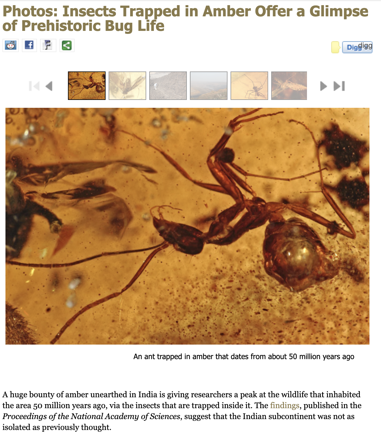 Photos: Insects Trapped in Amber Offer a Glimpse of Prehistoric Bug Life