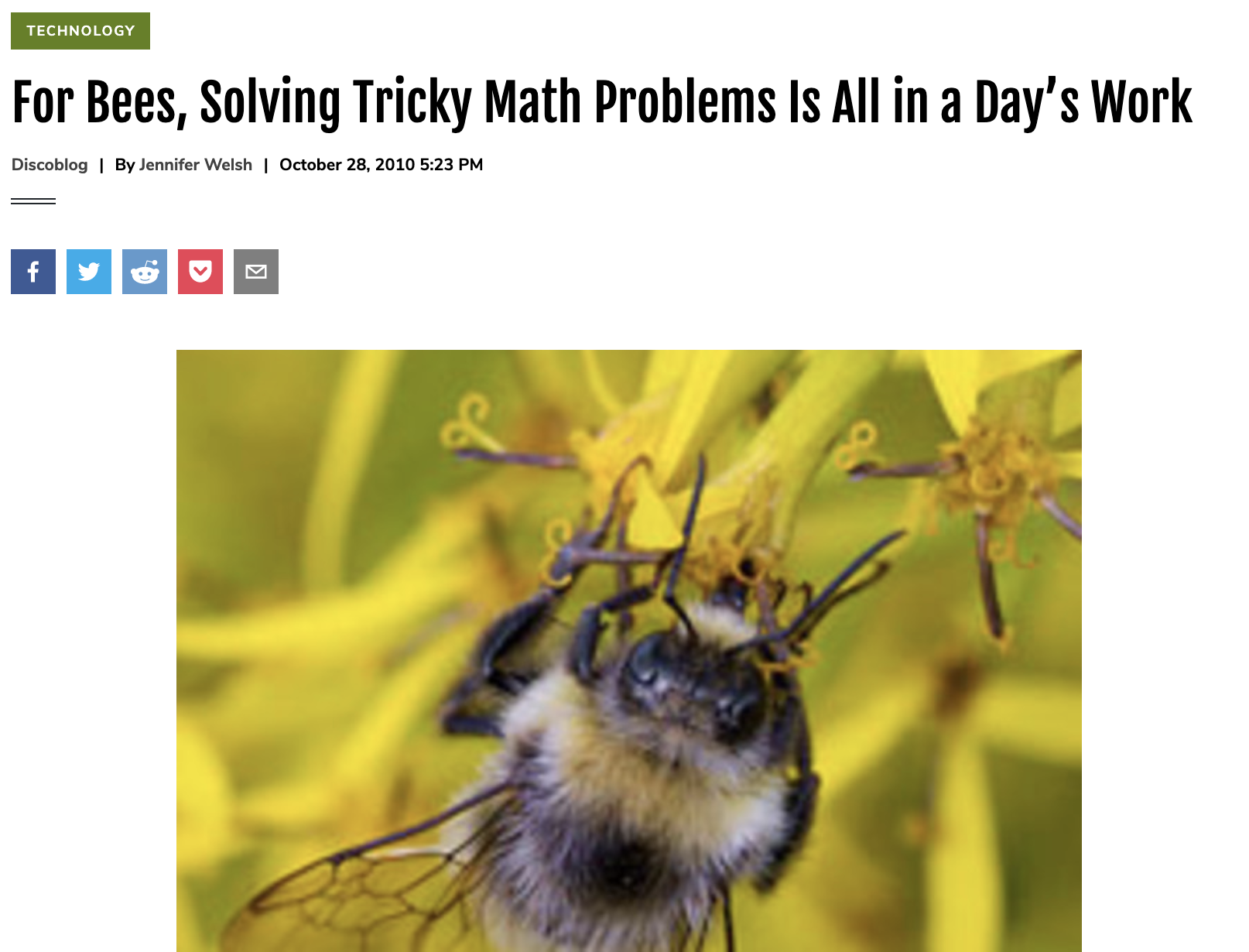 For Bees, Solving Tricky Math Problems Is All in a Day’s Work