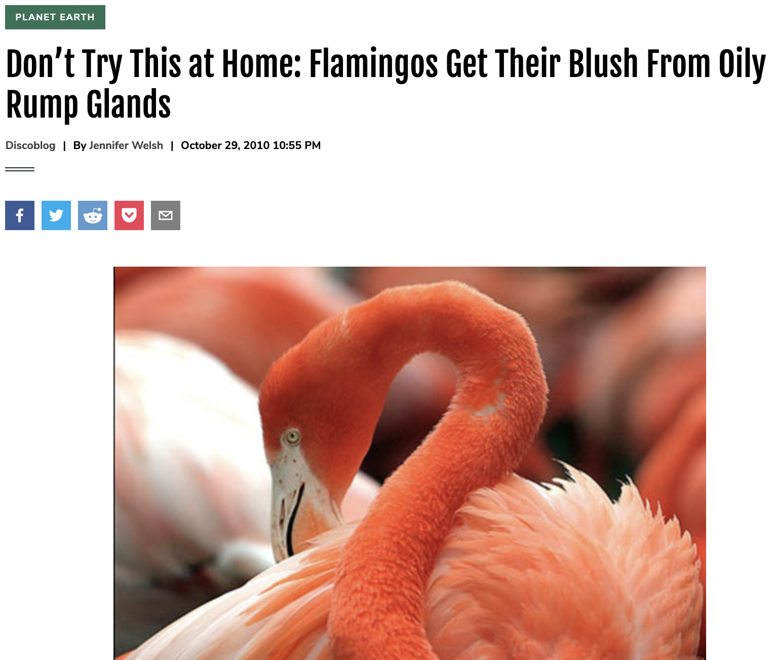 Don’t Try This at Home: Flamingos Get Their Blush From Oily Rump Glands