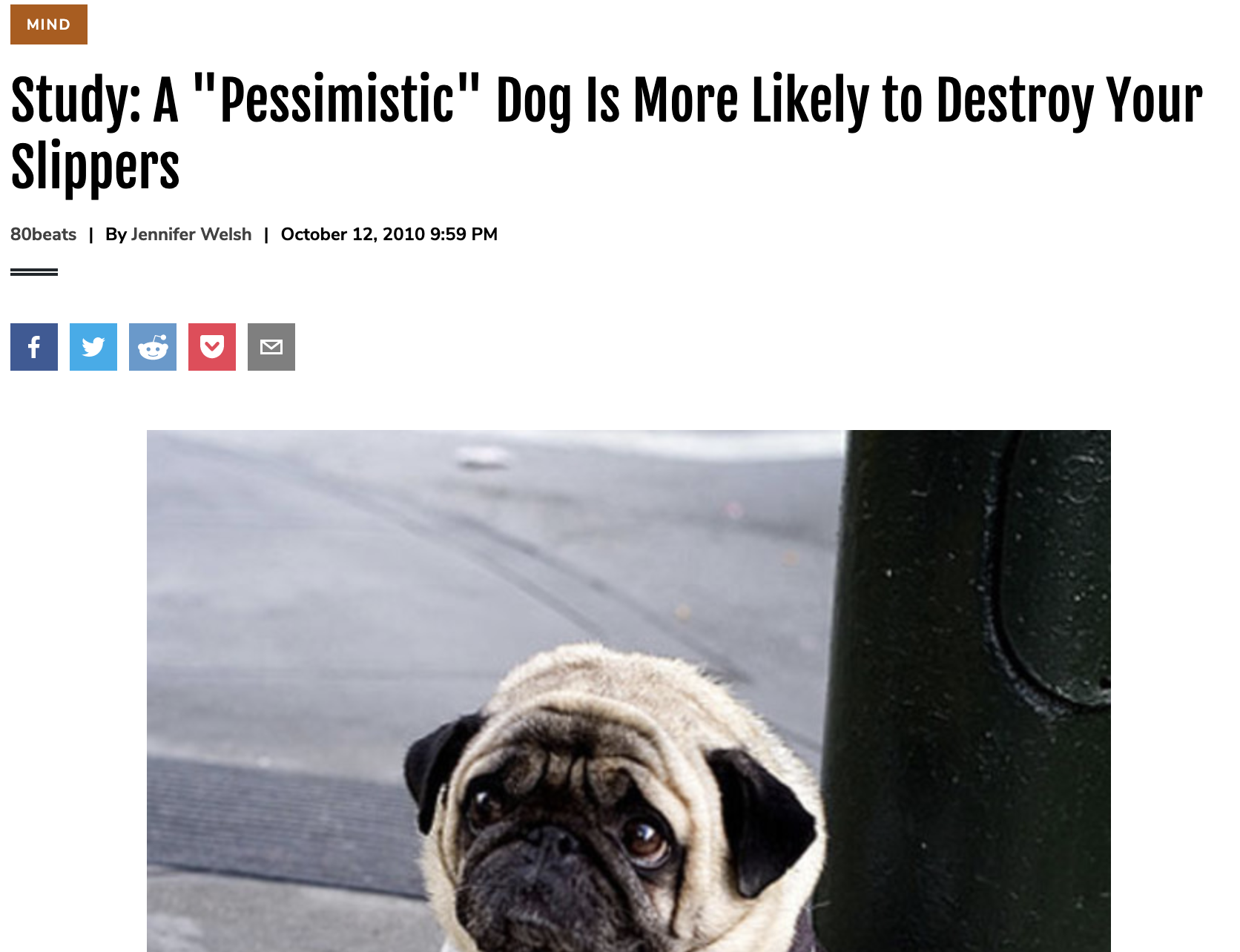 Study: A “Pessimistic” Dog Is More Likely to Destroy Your Slippers