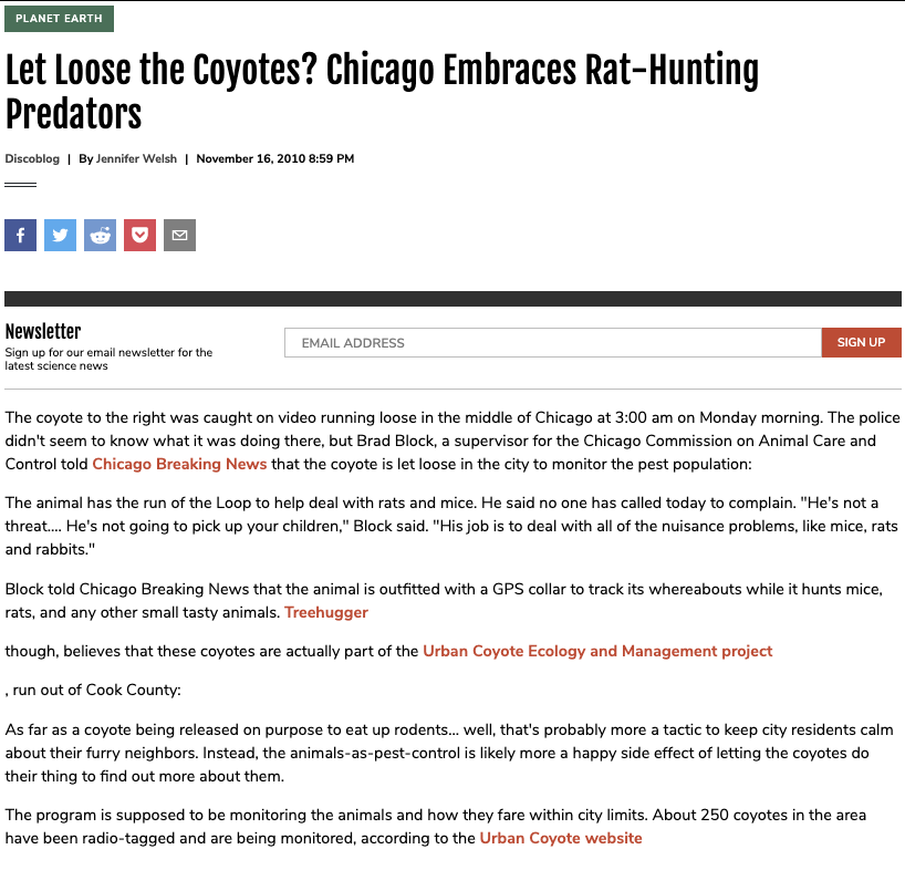 Let Loose the Coyotes? Chicago Embraces Rat-Hunting Predators