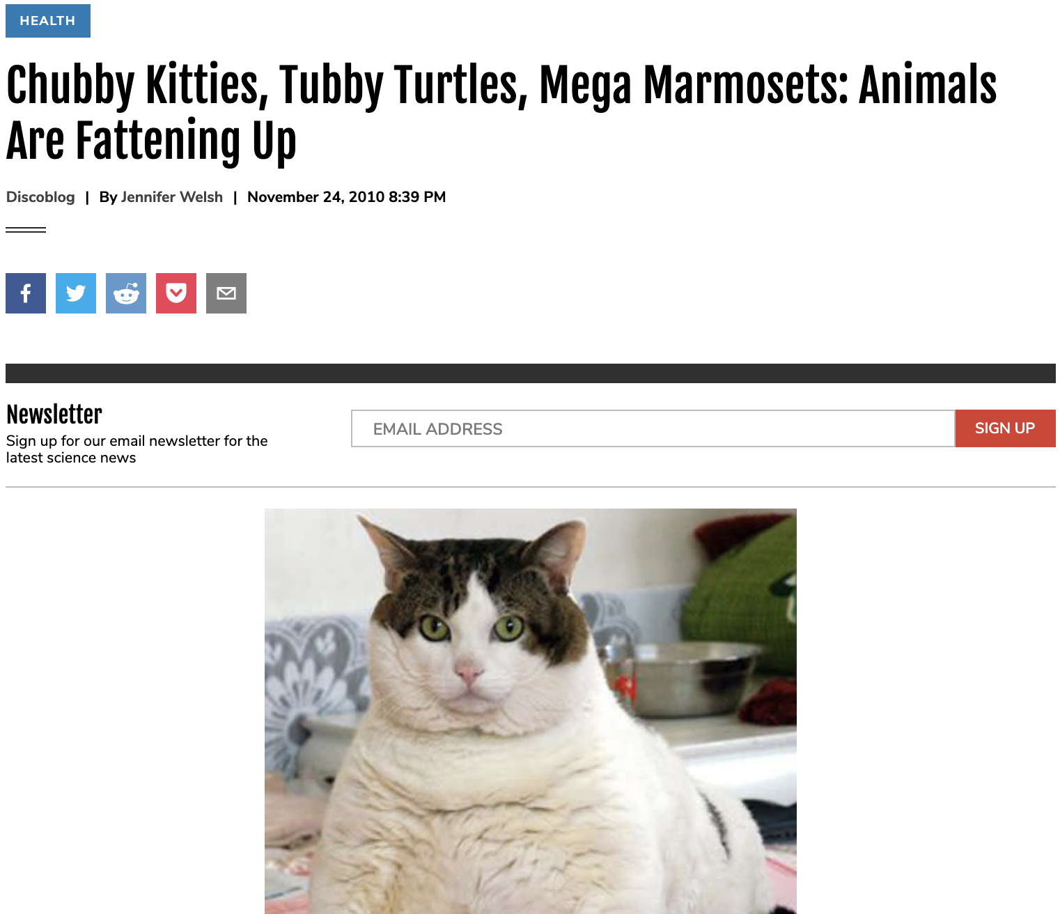 Chubby Kitties, Tubby Turtles, Mega Marmosets: Animals Are Fattening Up