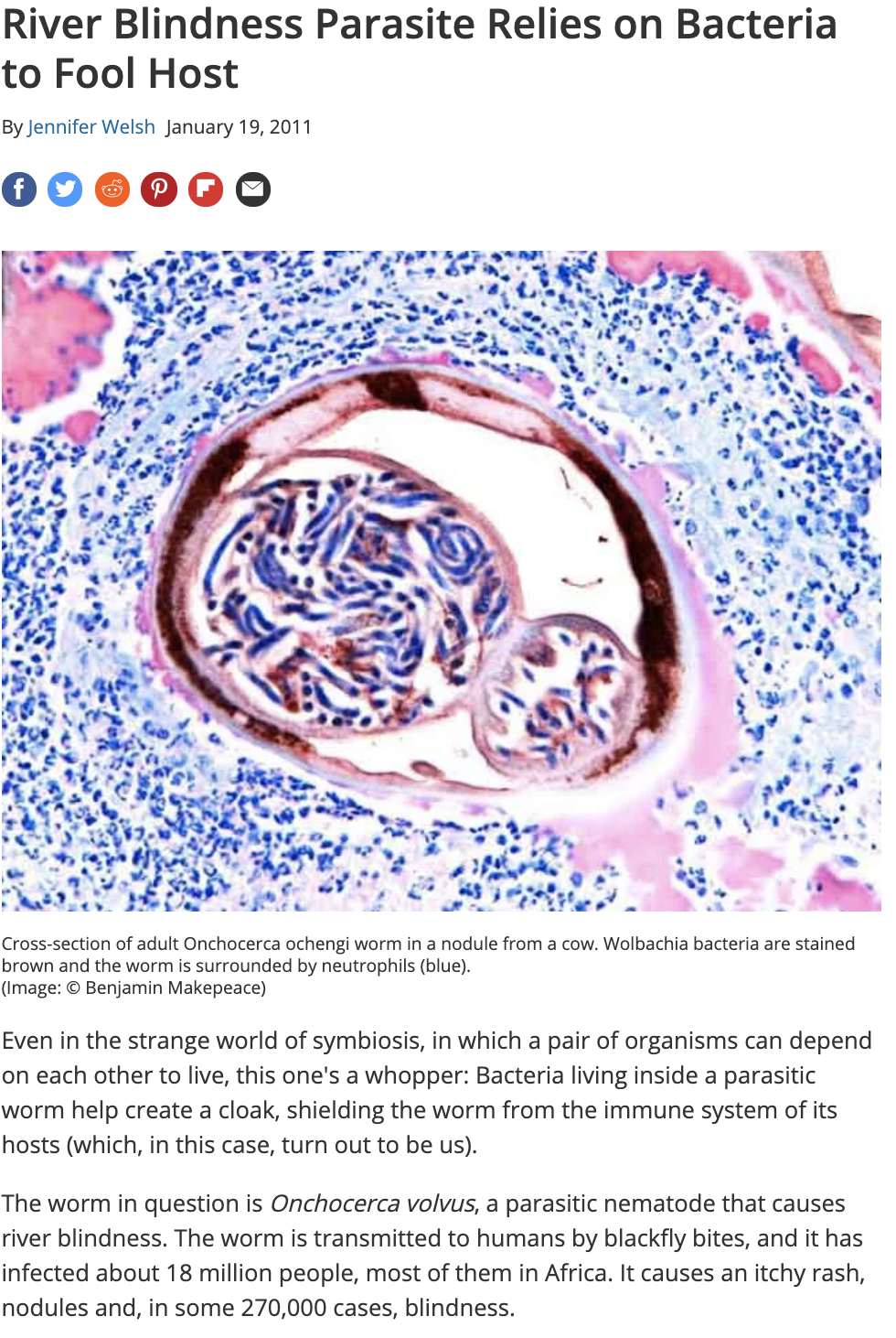 River Blindness Parasite Relies on Bacteria to Fool Host